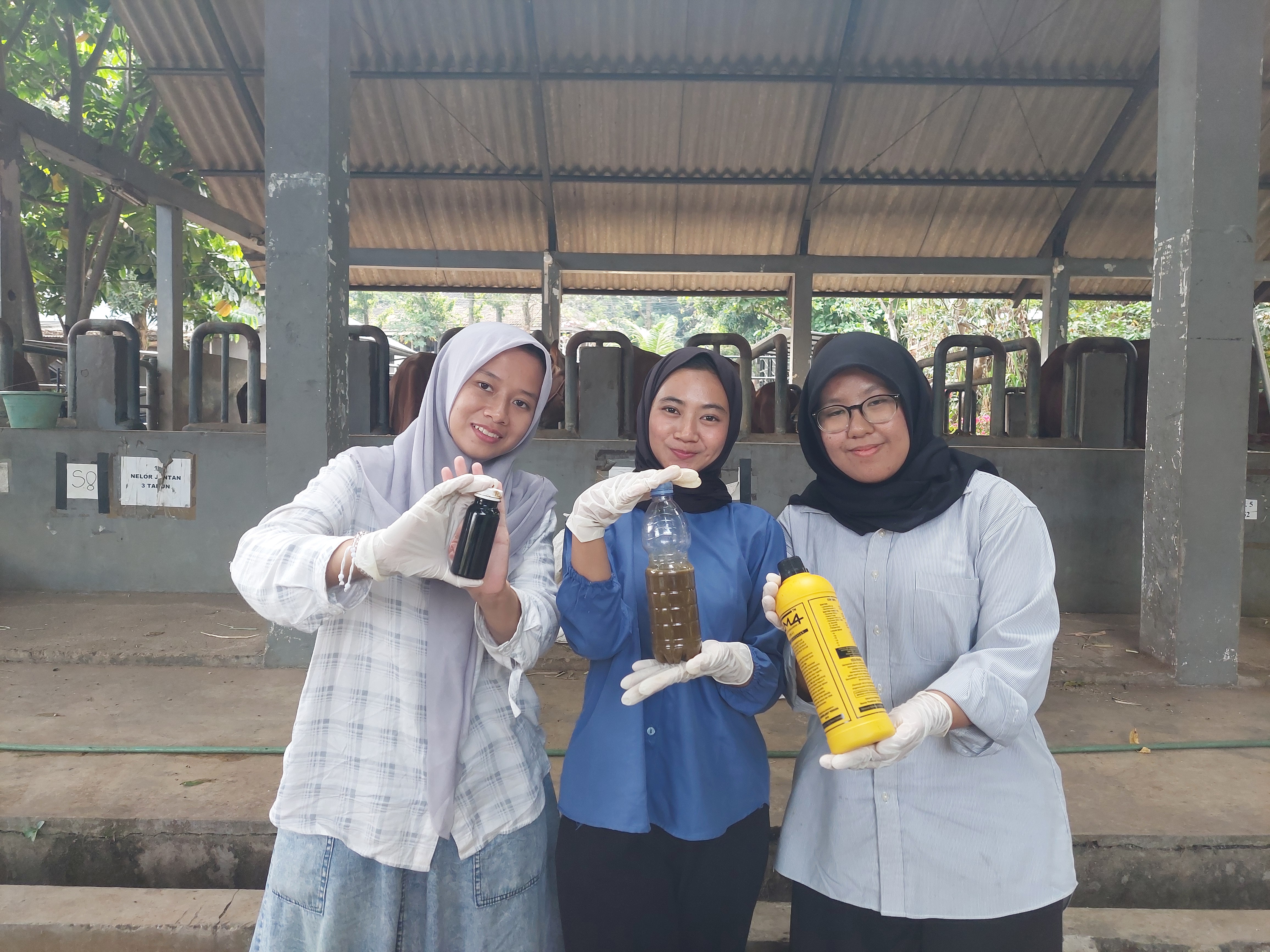 Proses pembuatan dan produksi Pupuk Organik Cair (POC) Desa Batursari